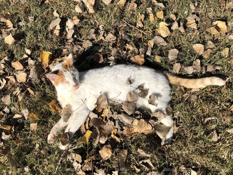 Sweetie cat enjoying sun on a warm autumn afternoon