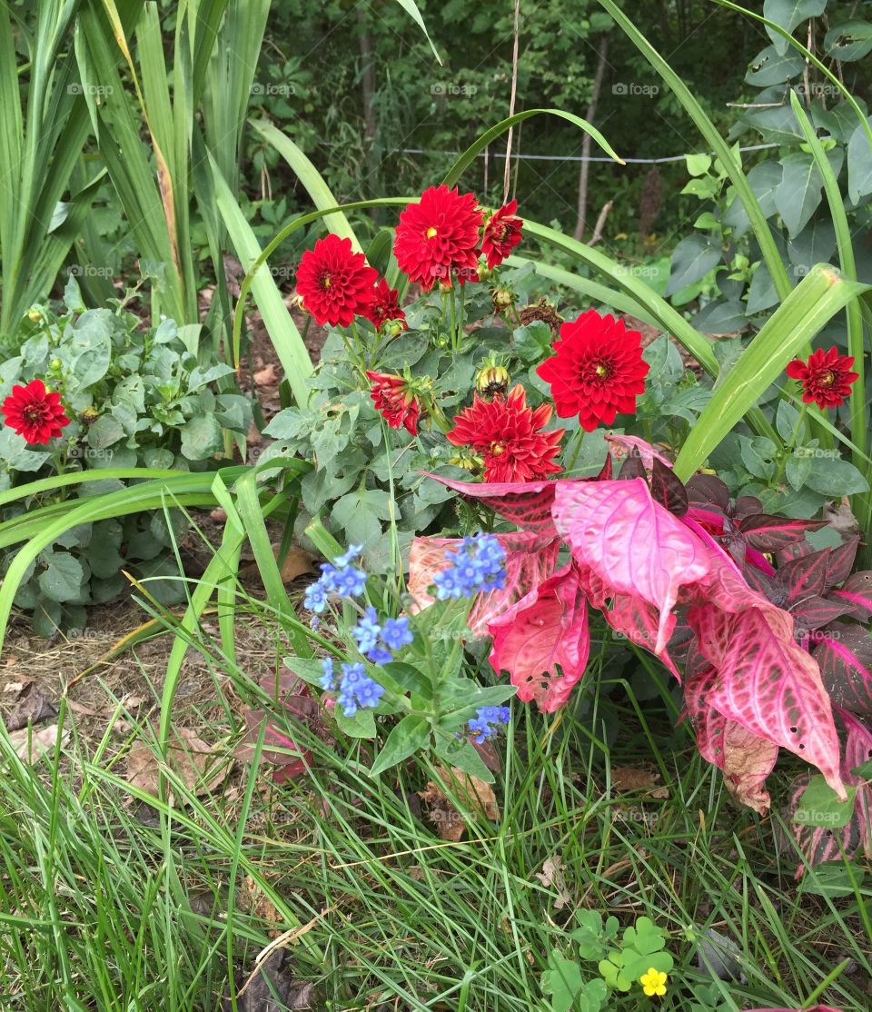 Red Garden with a splash of blue
