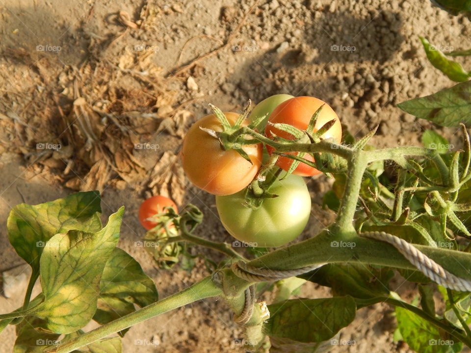 Growing tomatoes