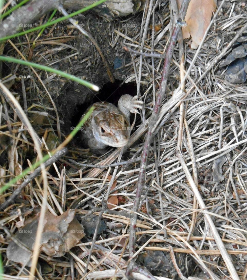 Wildlife, Nature, Animal, Ground, Outdoors