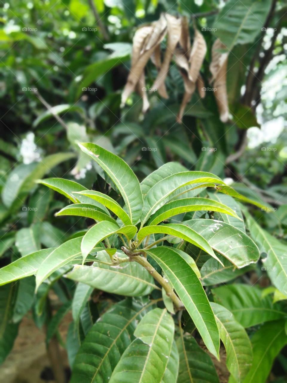 It is a beautiful and lovely mango leaf