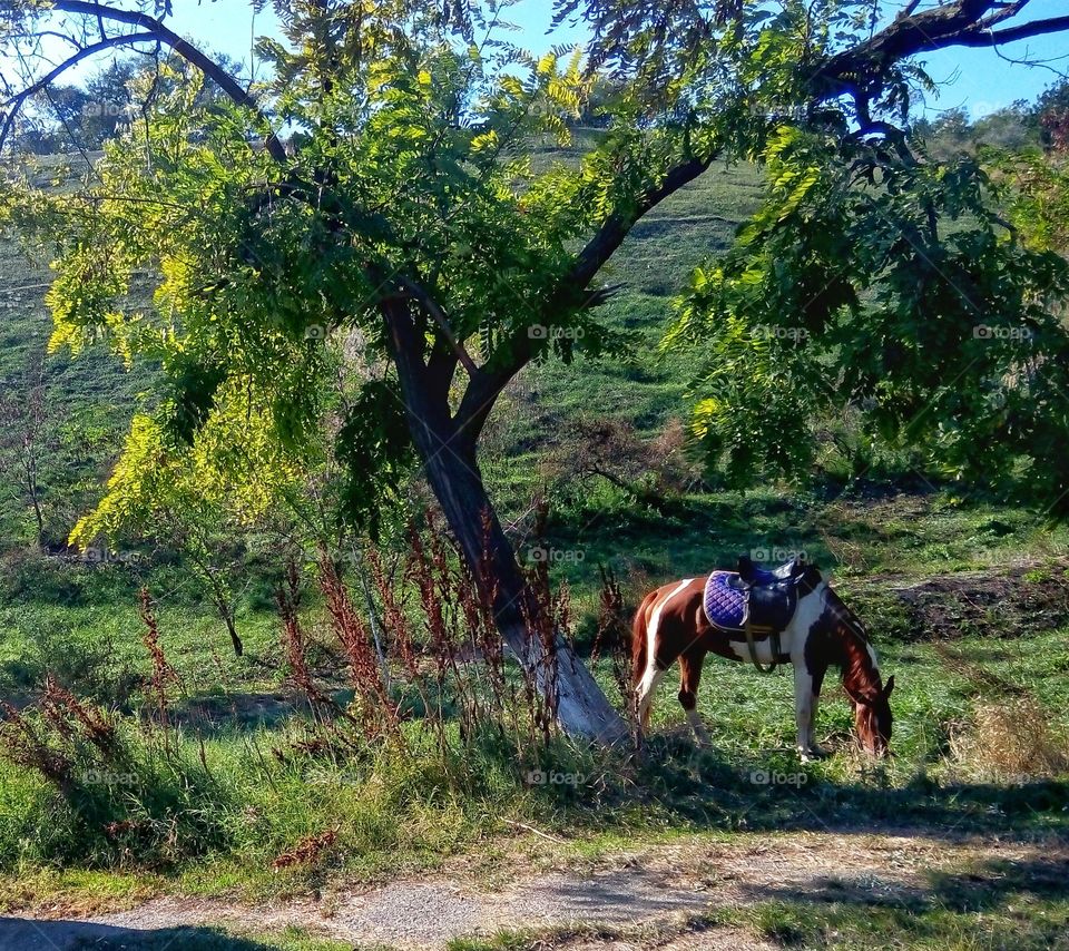 a horse grazing in a park not far from the sea