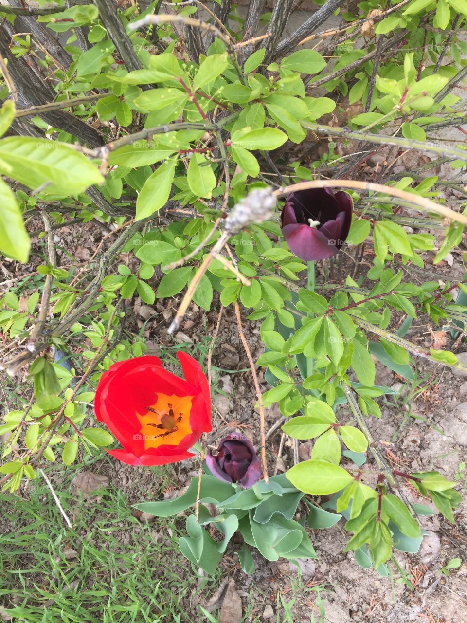 Red Tulip and Purple Tulips through a Bush in my Yard. 