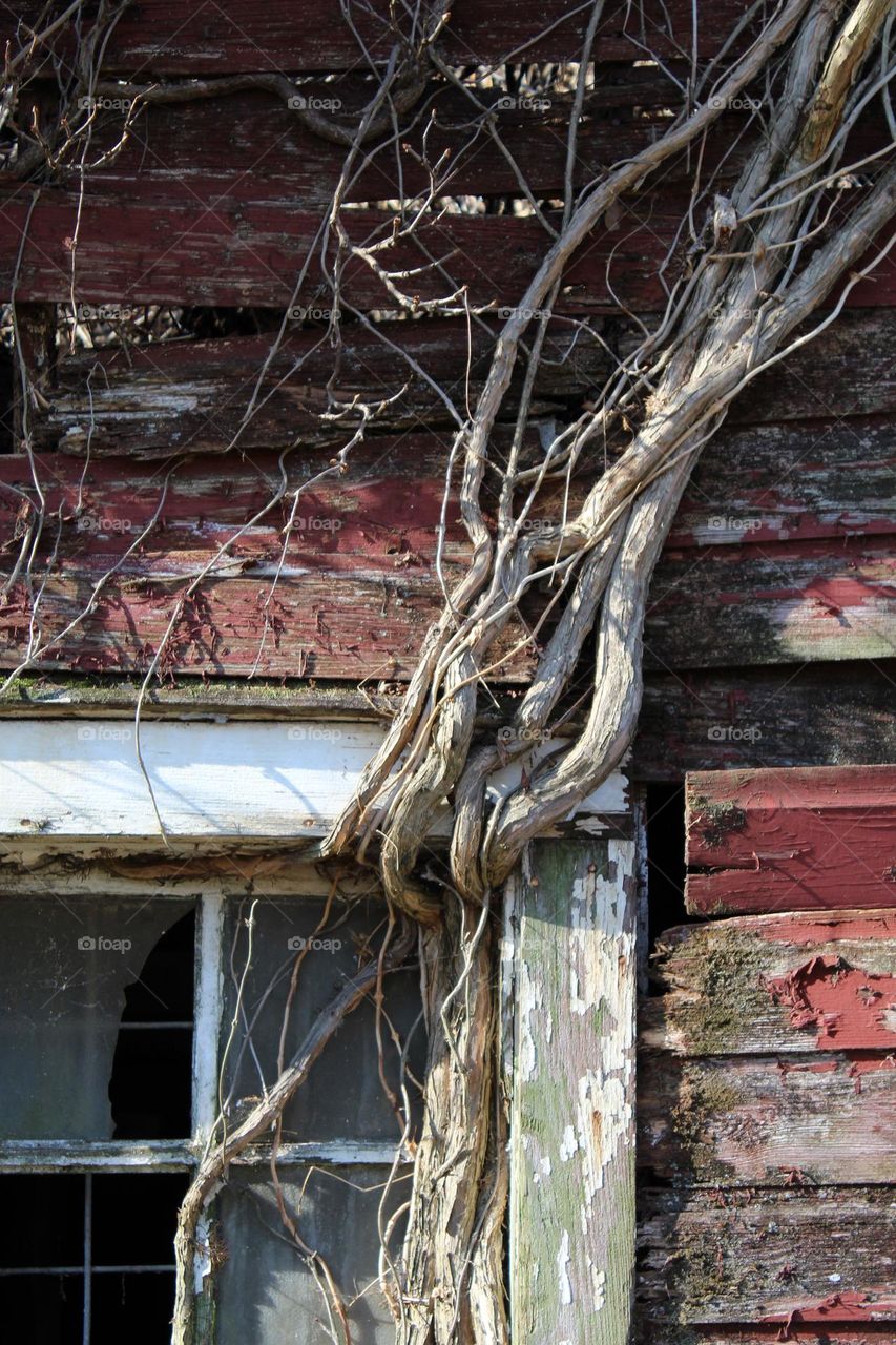 an old barn left to be reclaimed by nature