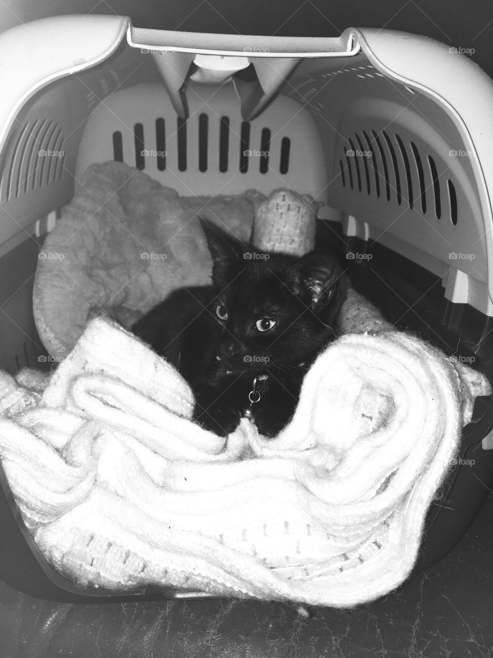 Beautiful black Kitten in carrier B&W 