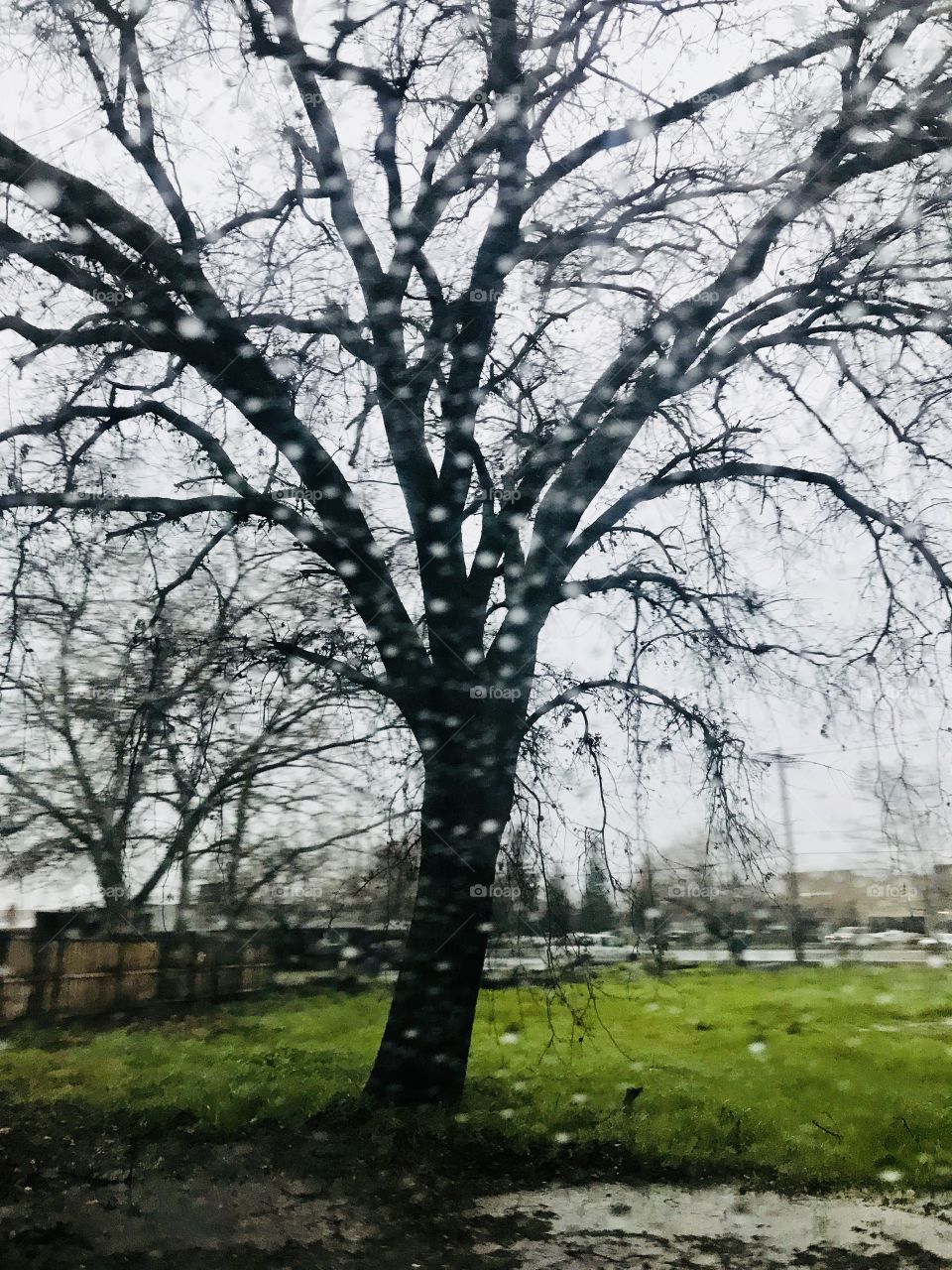 Looking out side the window of the car at the wooden tree in the rain storm and the bright green grass. USA, America 