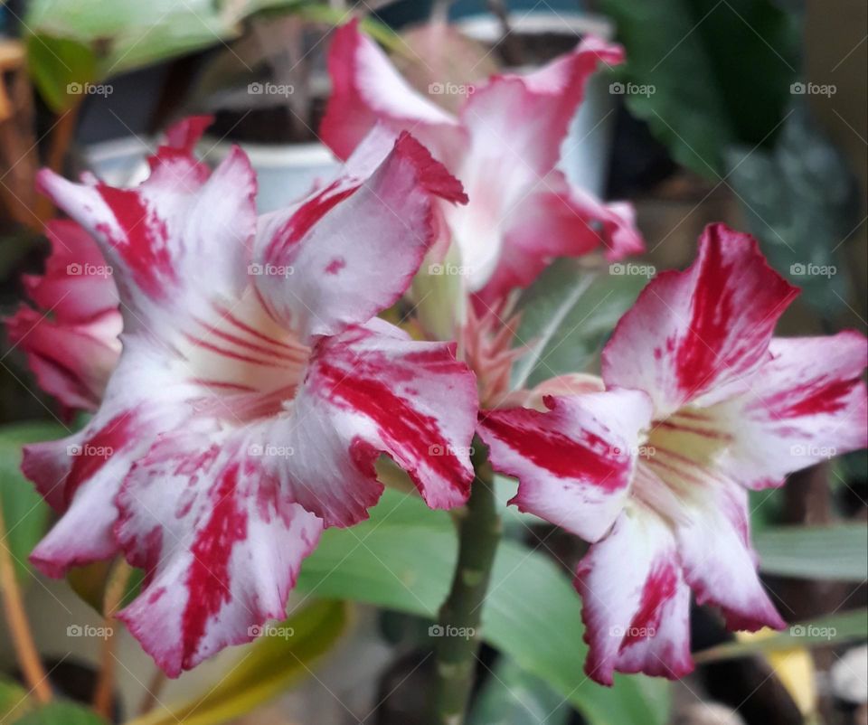 Somalanse Adenium Flower