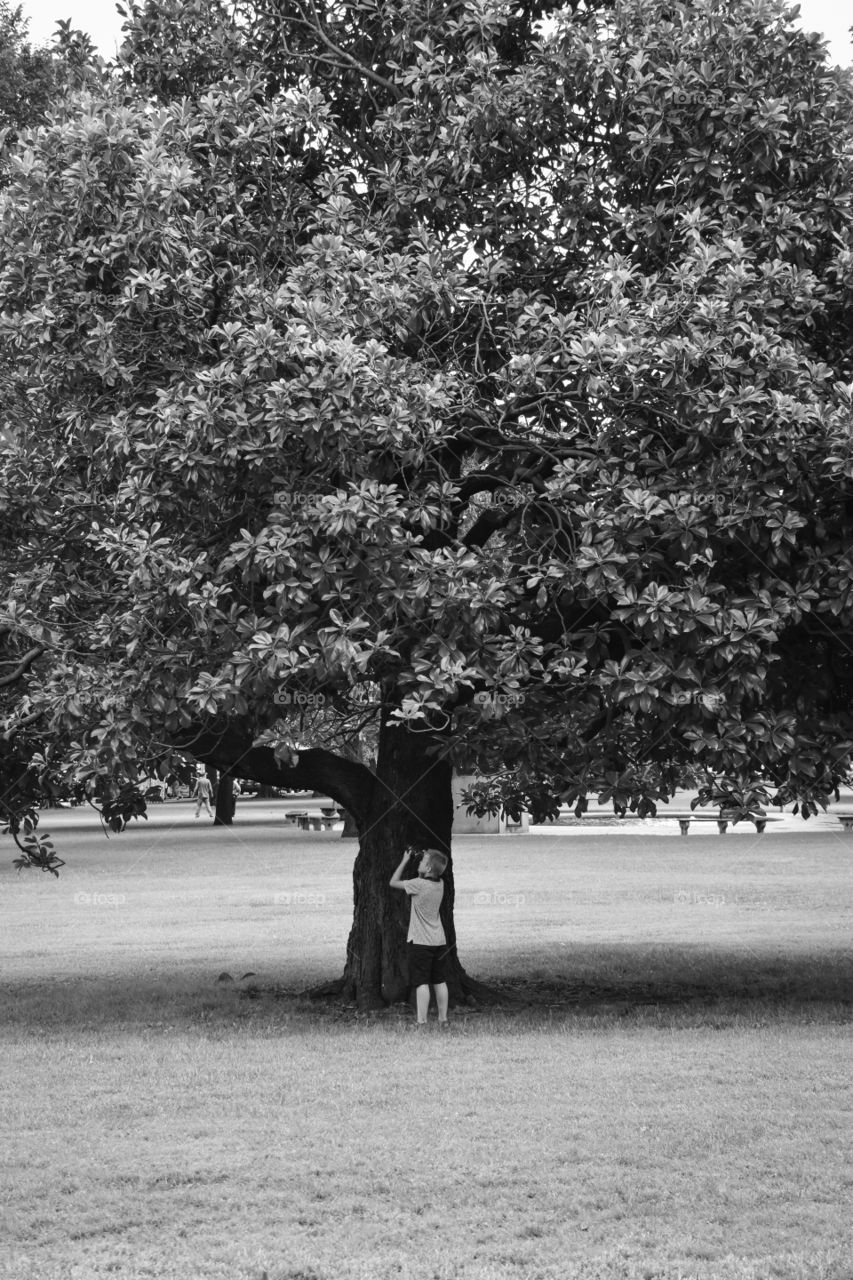 Squirrel in tree photography