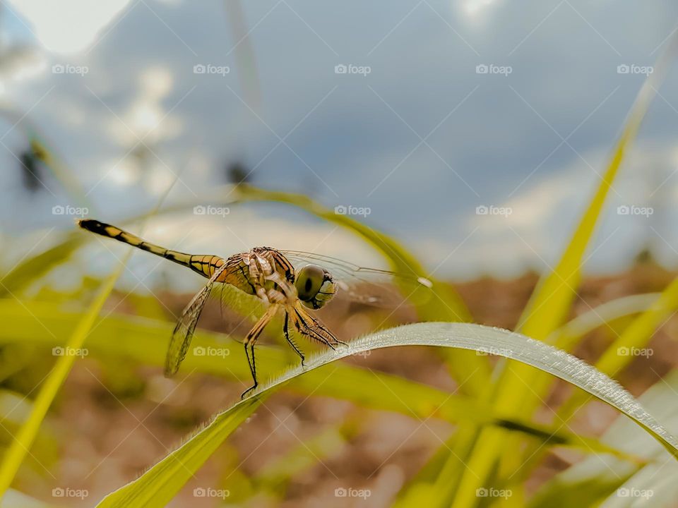 Dragonfly is an insect that can lay eggs in water