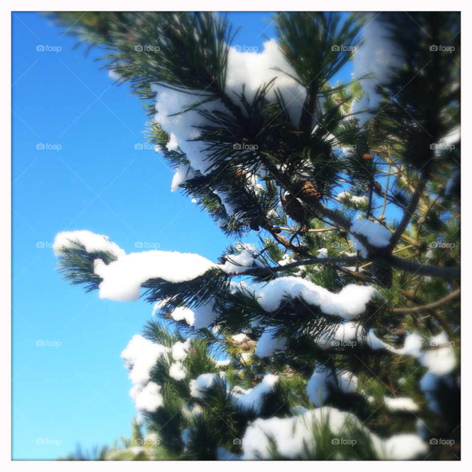 Tree, Nature, Sky, Outdoors, Beautiful