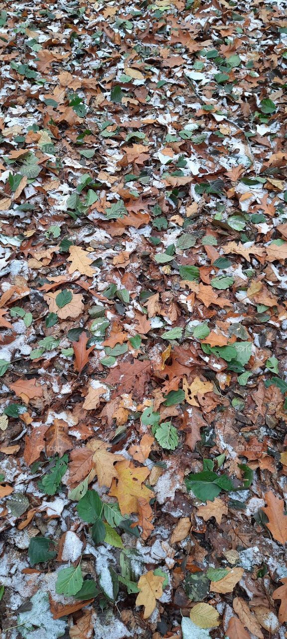 Late Autumn in the forest