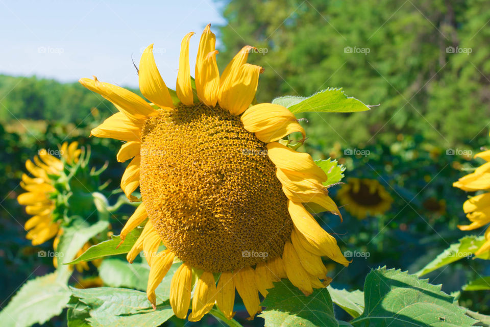 nature sunflower
