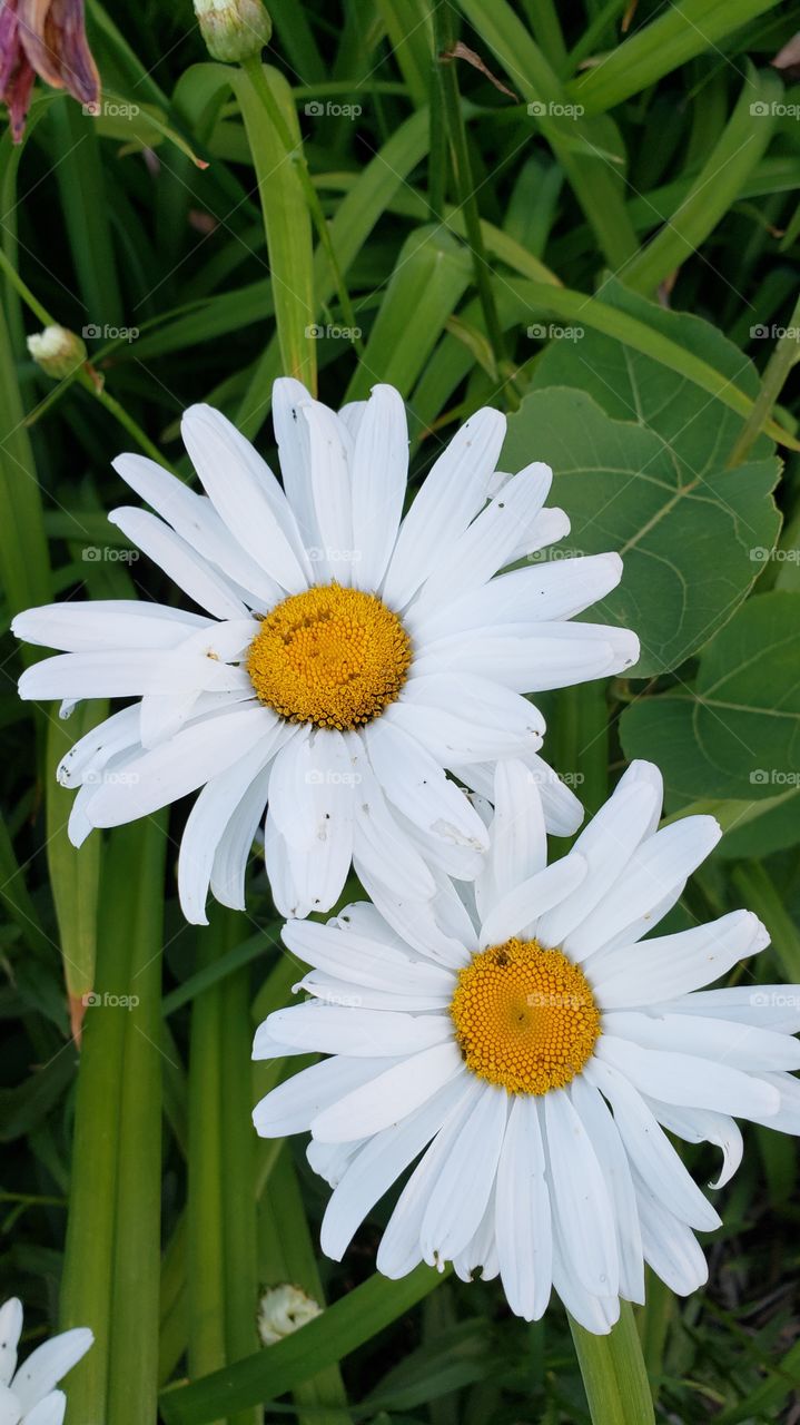 Daisies