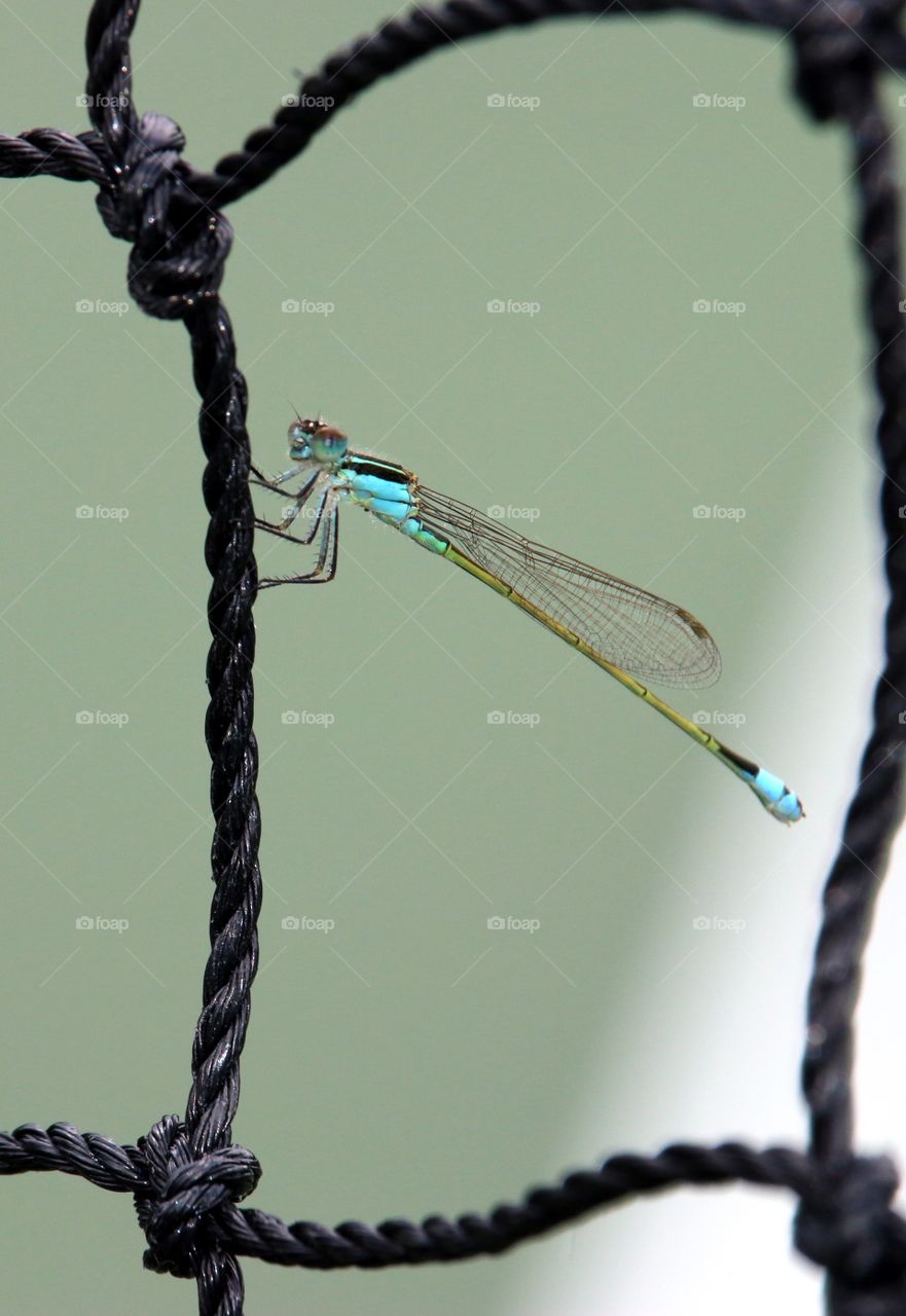 Neon teal dragonfly on tennis net