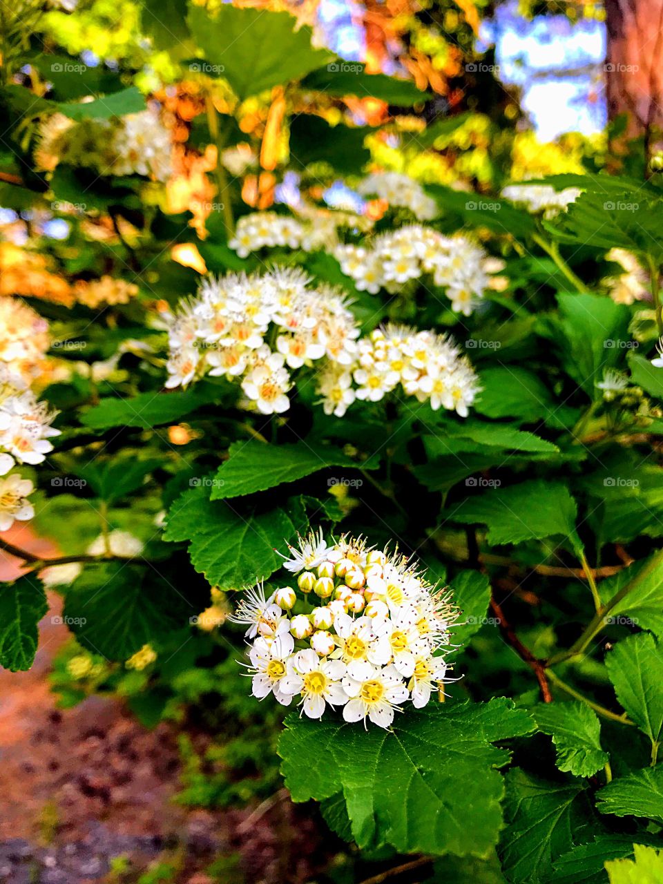 Flowering bush