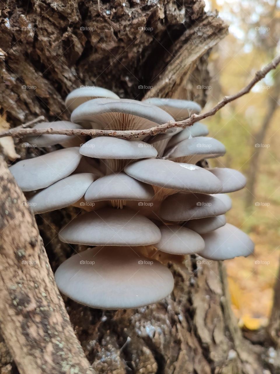 Beautiful family of wild growing edible oyster mushrooms grows on the tree trunk in autumn forest. Wild mushrooms Pleurotus ostreatus, colorful leaves trees at the background. Gray cap mushrooms, healthy food, medicinal fungi. Beautiful nature