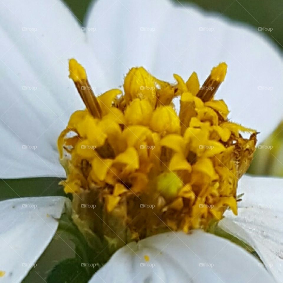 head of a daisy