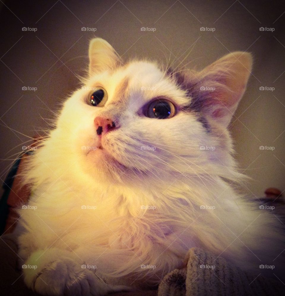 Calico cat posing pretty 