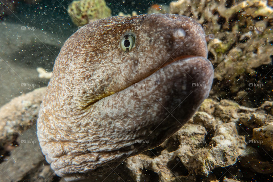 Moray eel Mooray lycodontis undulatus in the Red Sea, eilat israel a.e