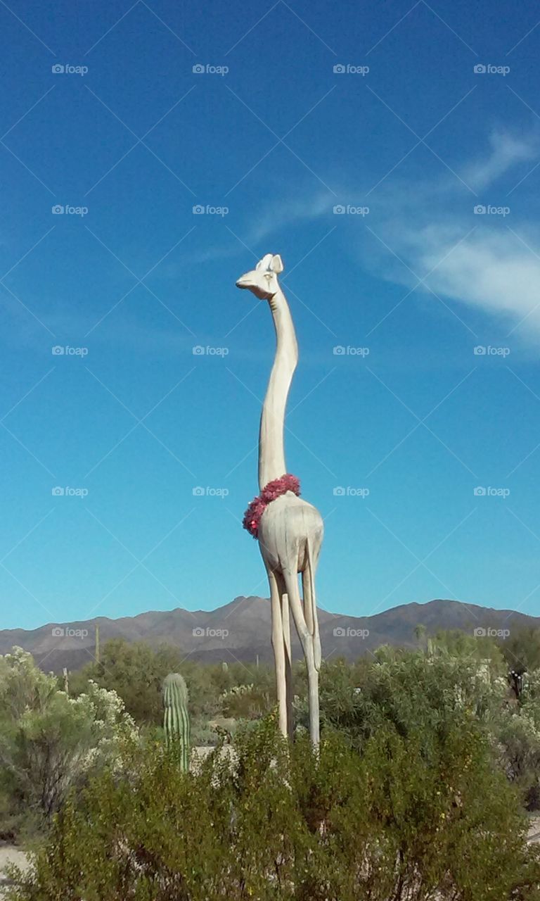 Christmas giraffe. giraffe sculpture at diamond j RV park, Tucson, AZ sports a holiday wreath
