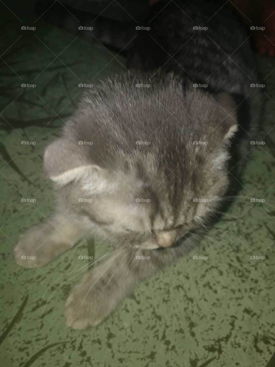 Scottish fold cat on a sofa