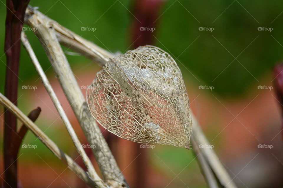 Nature, Flora, Leaf, Outdoors, Food