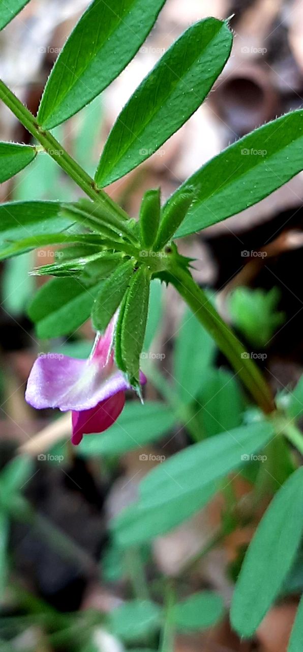tiny pink flowers blooming on low growing weed