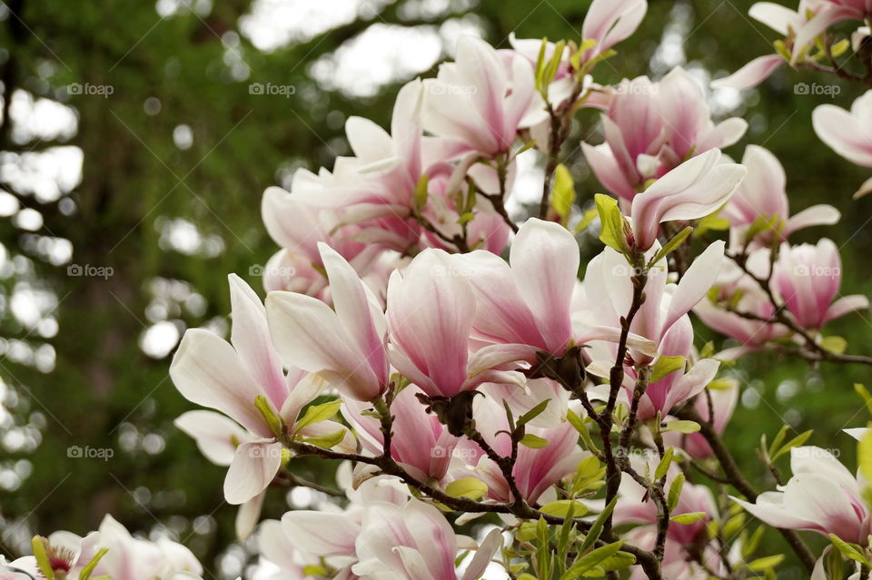 Blooming pink magnolia