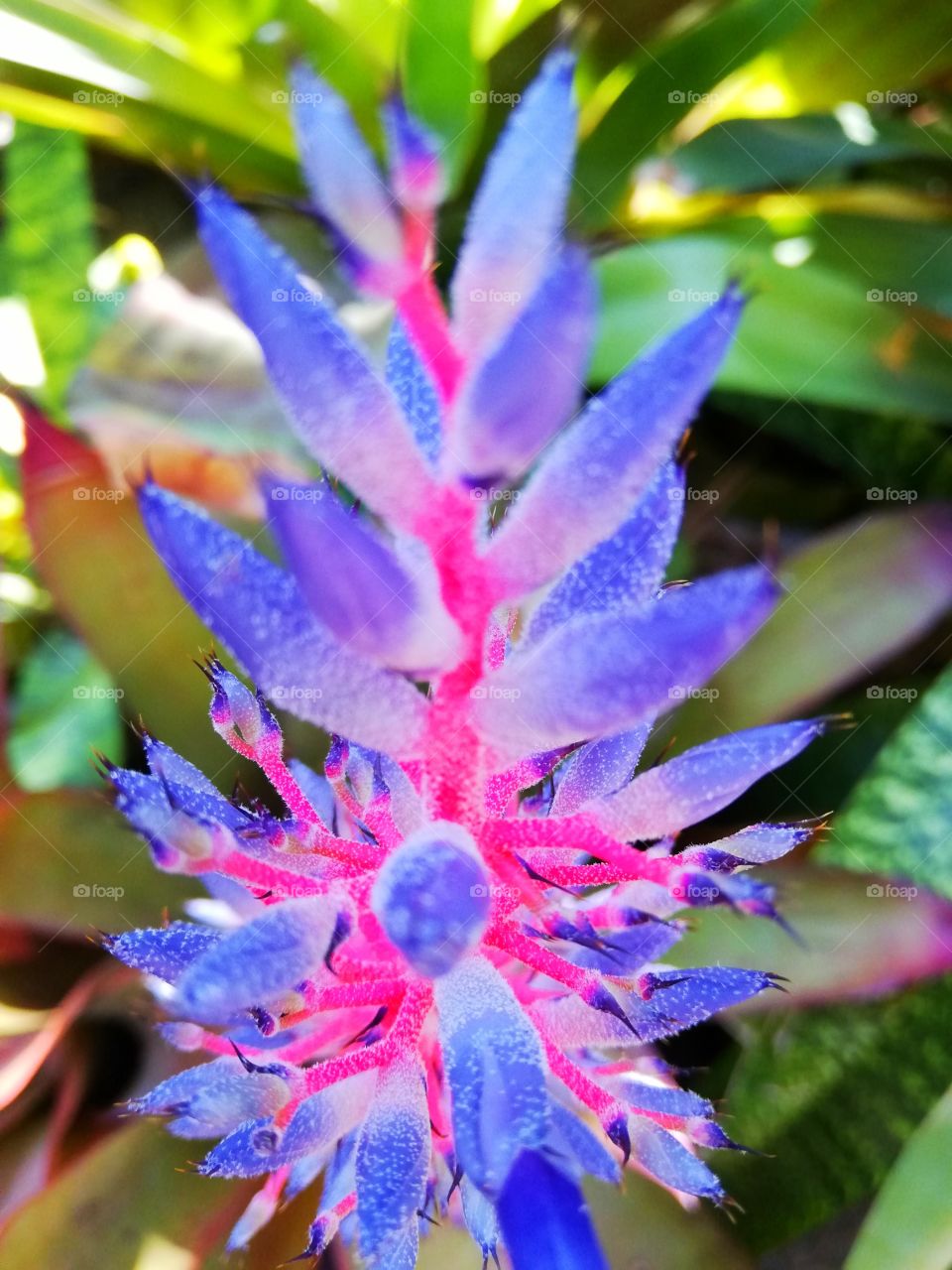 This vibrant plant looks like a sea creature, enjoy.