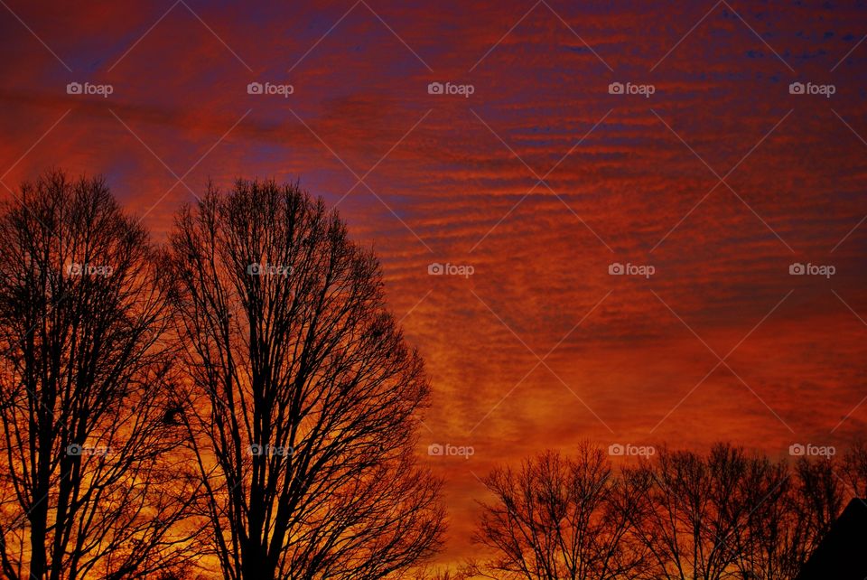 Silhouette of trees in dramatic sky