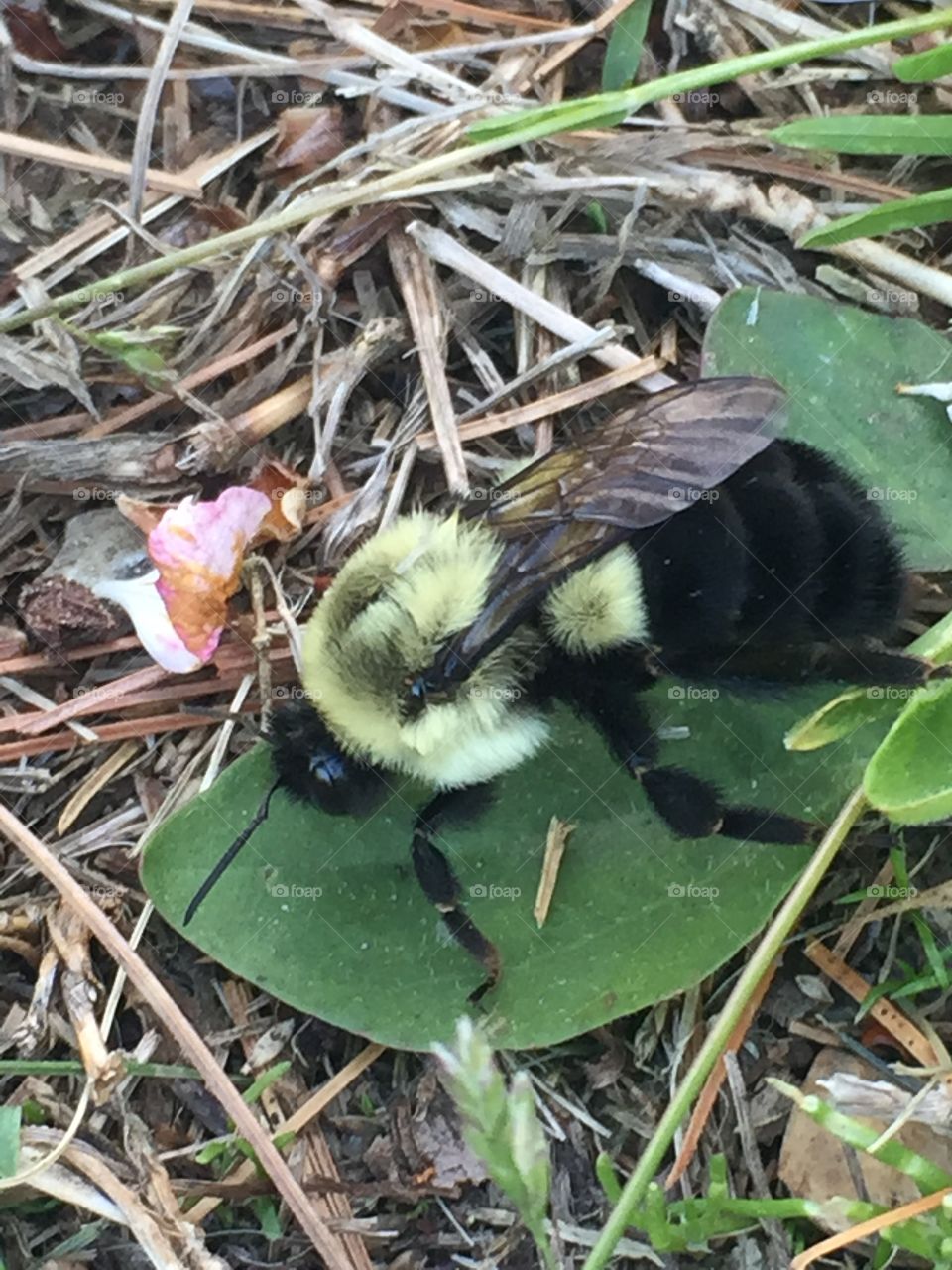 Bumble bee on leaf