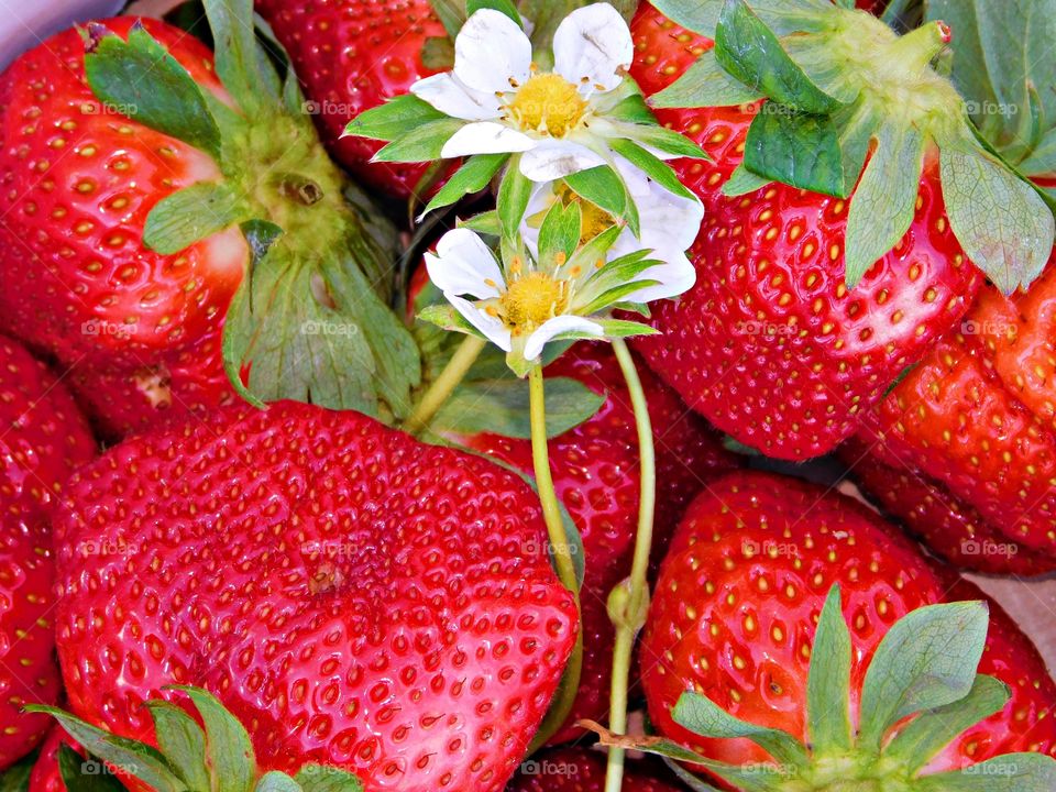 FRUITS - Farm fresh strawberries - Fruits are an excellent source of essential vitamins and minerals, and they are high in fiber which helps reduce a persons risk of fevers heart attack