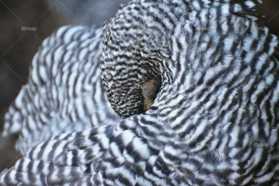 preening chicken