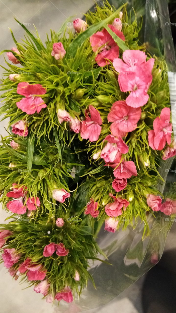 Blumen Deutschland