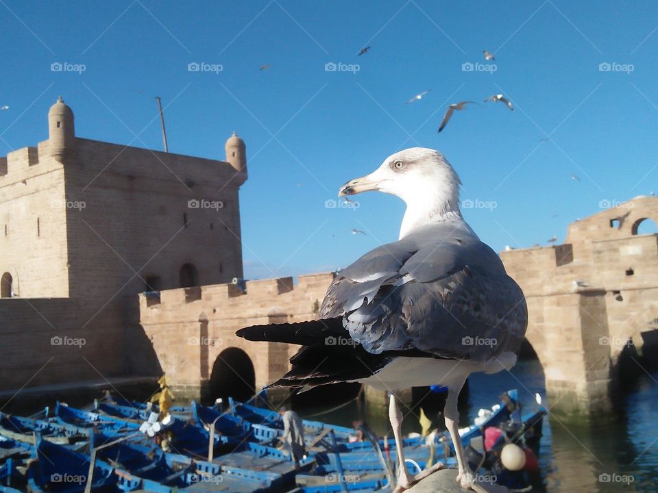 Beautiful seagull on the wall at harbour at essaouira city in Morocco