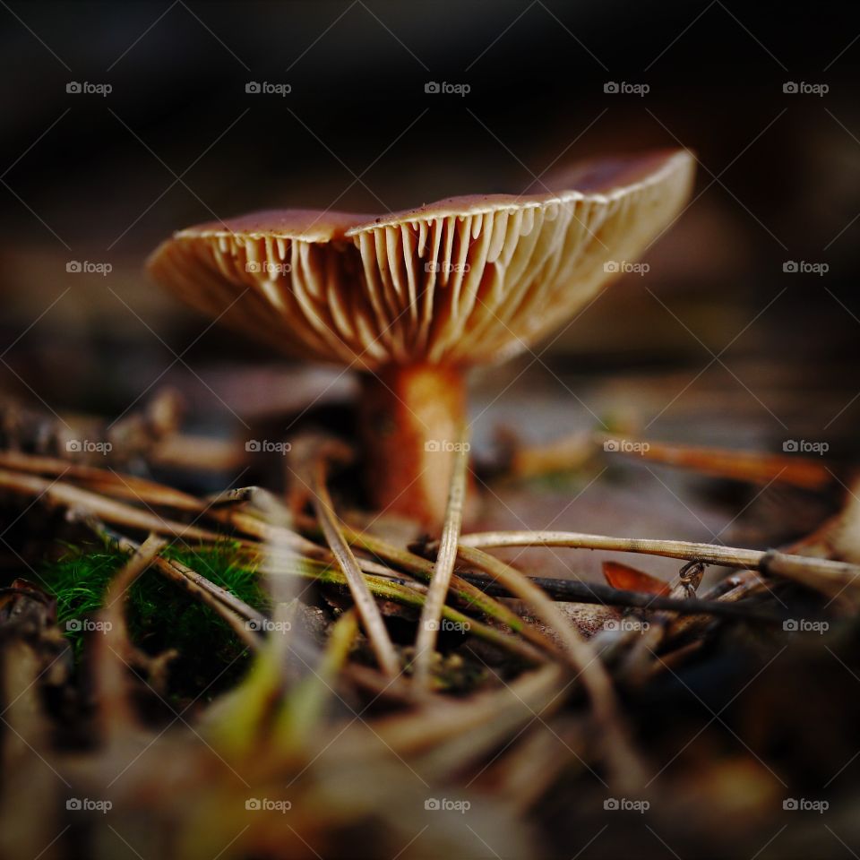 macro toadstool