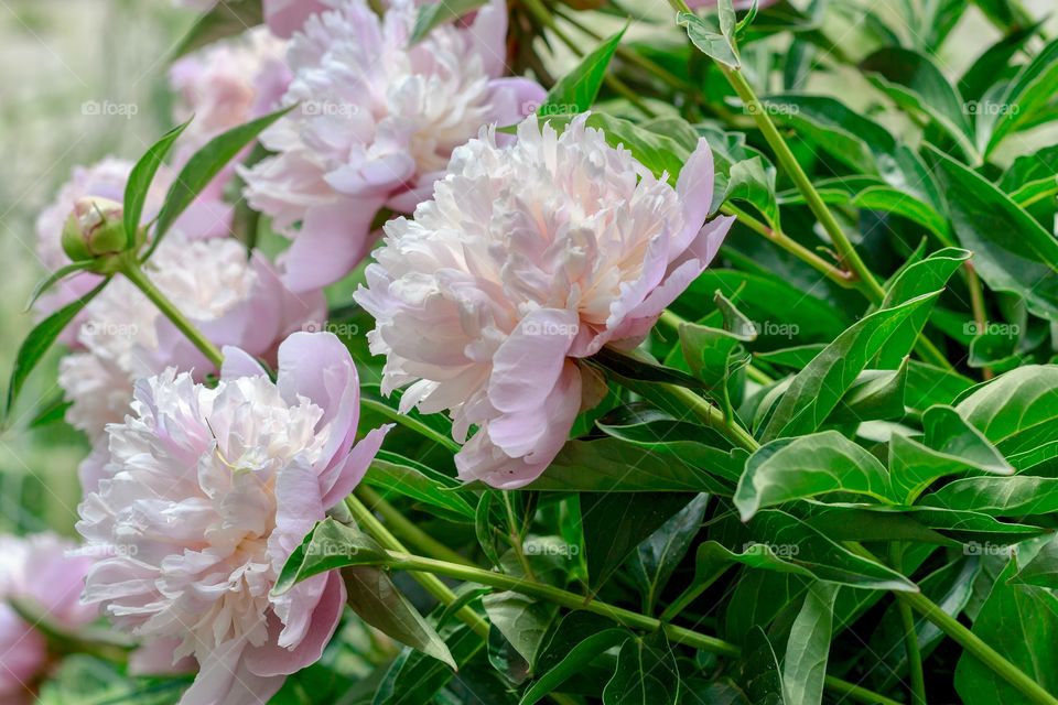 Beautiful Chinese peony in the garden