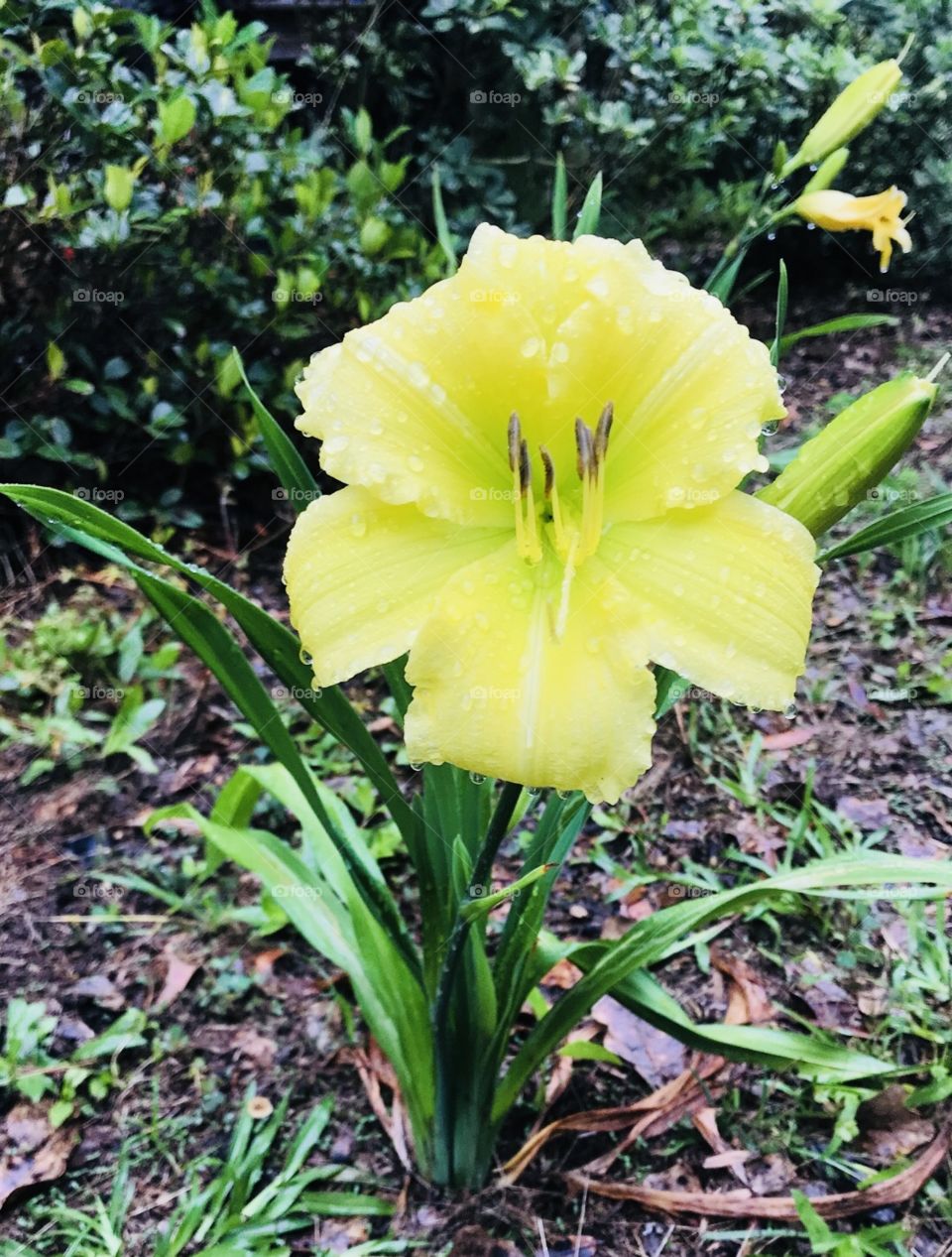 A beautiful happy Day Lily enjoying a drink of water in the South Georgia rain in the woods.