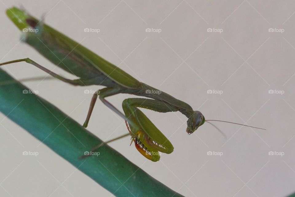 Close-up of praying mantis