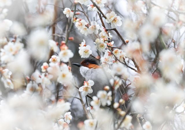 花丛中