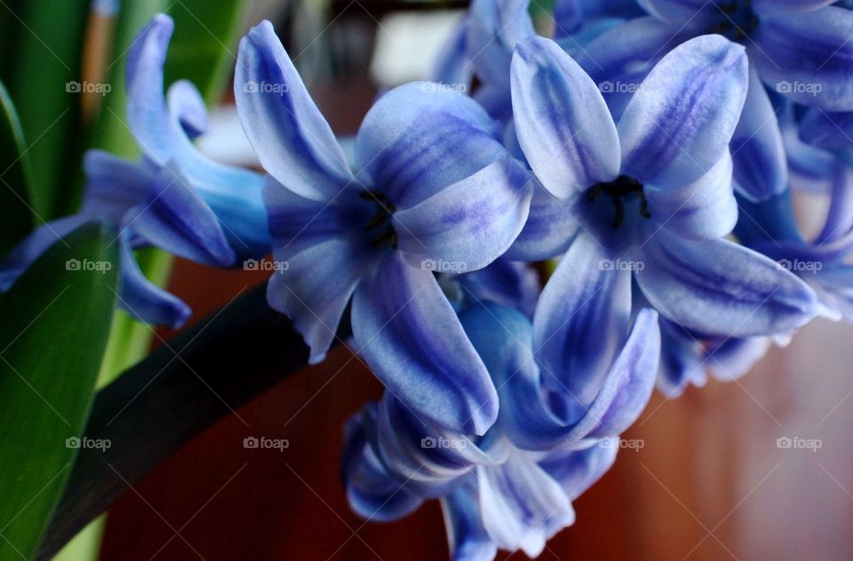 Hyacinth flower