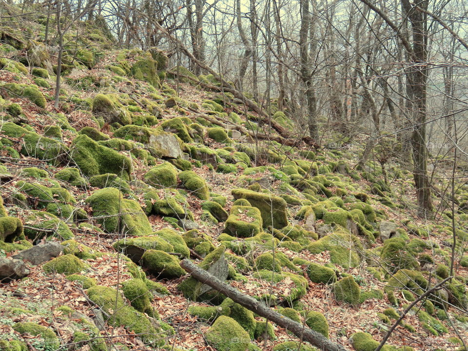 Rock covered with moss in forest