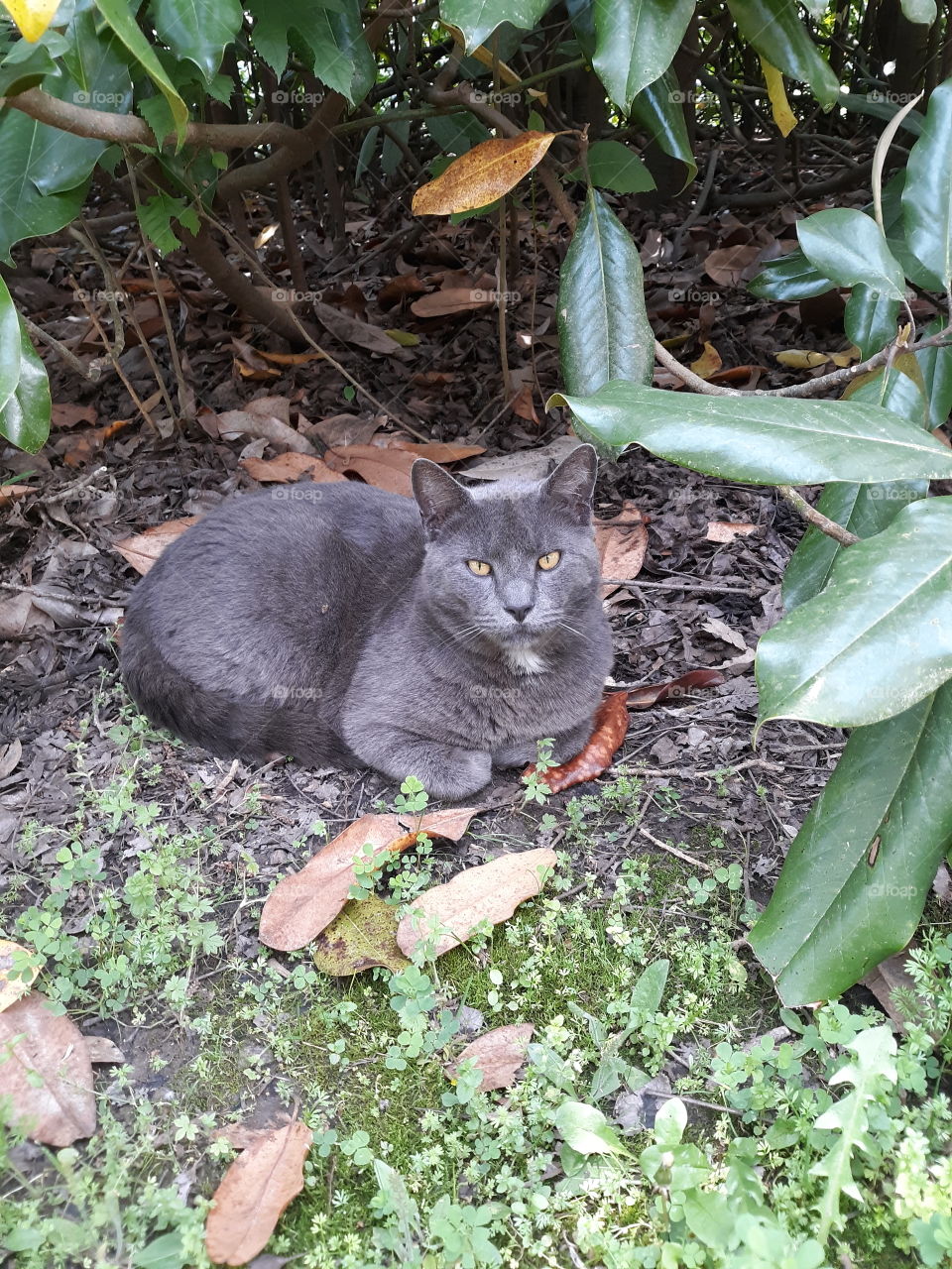 Gray Cat Keeping Cool Under the Magnolia Tree