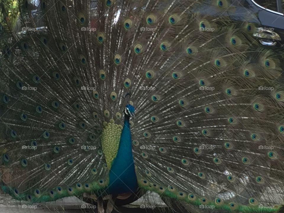 Peacock, Bird, Feather, Exhibition, Peafowl