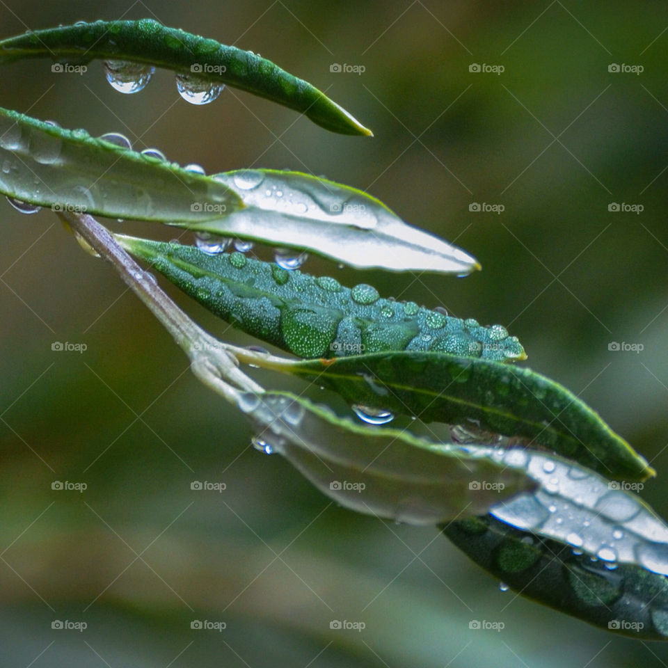 green leaves water leaf by majamaki