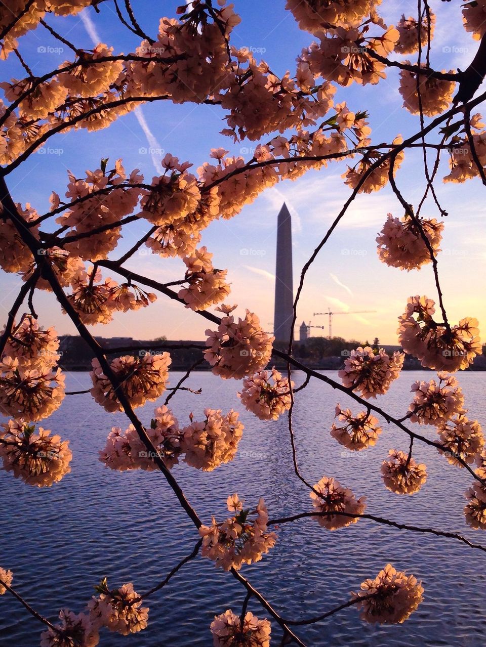 Washington Monument spring