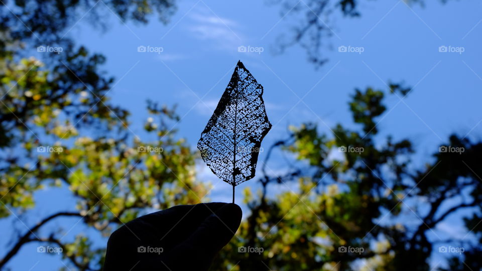 This little leaf was being tossed and turned by the autumn wind.