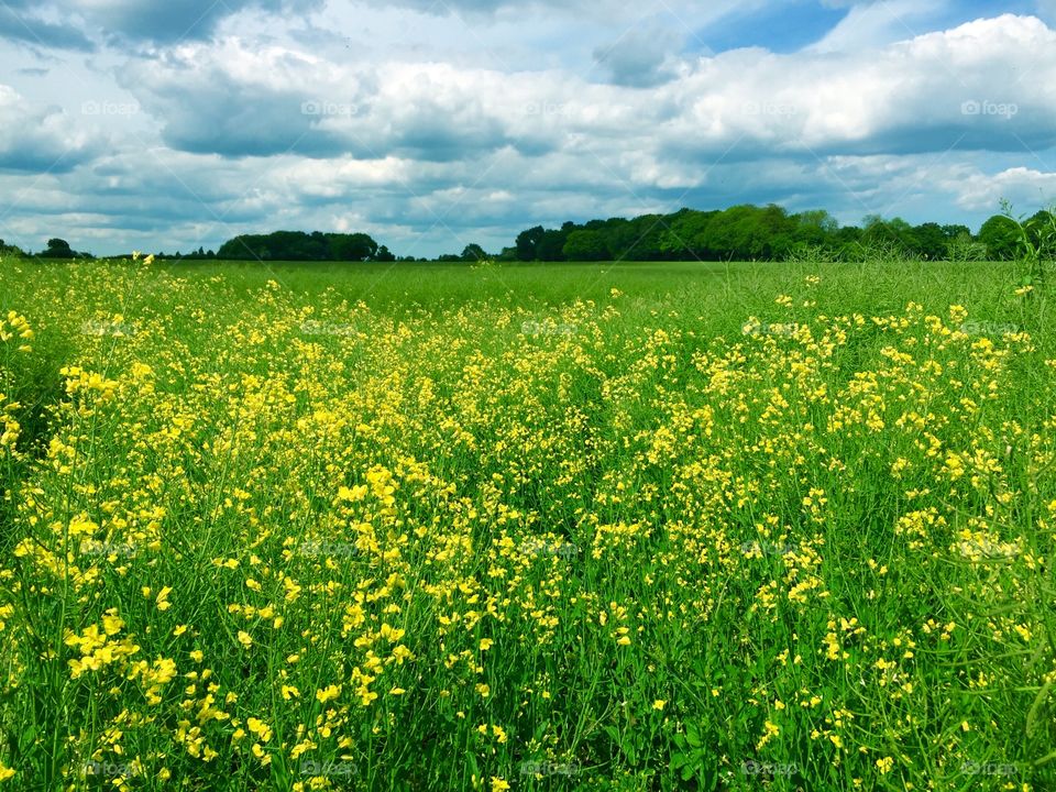 English Spring Day Field with Yellow Flowers