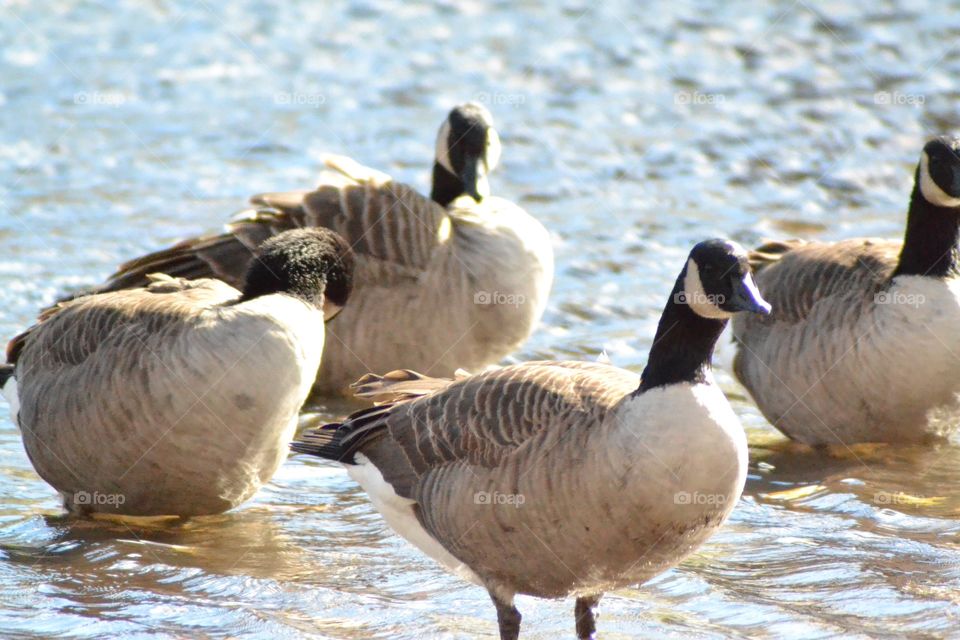 Geese in autumn