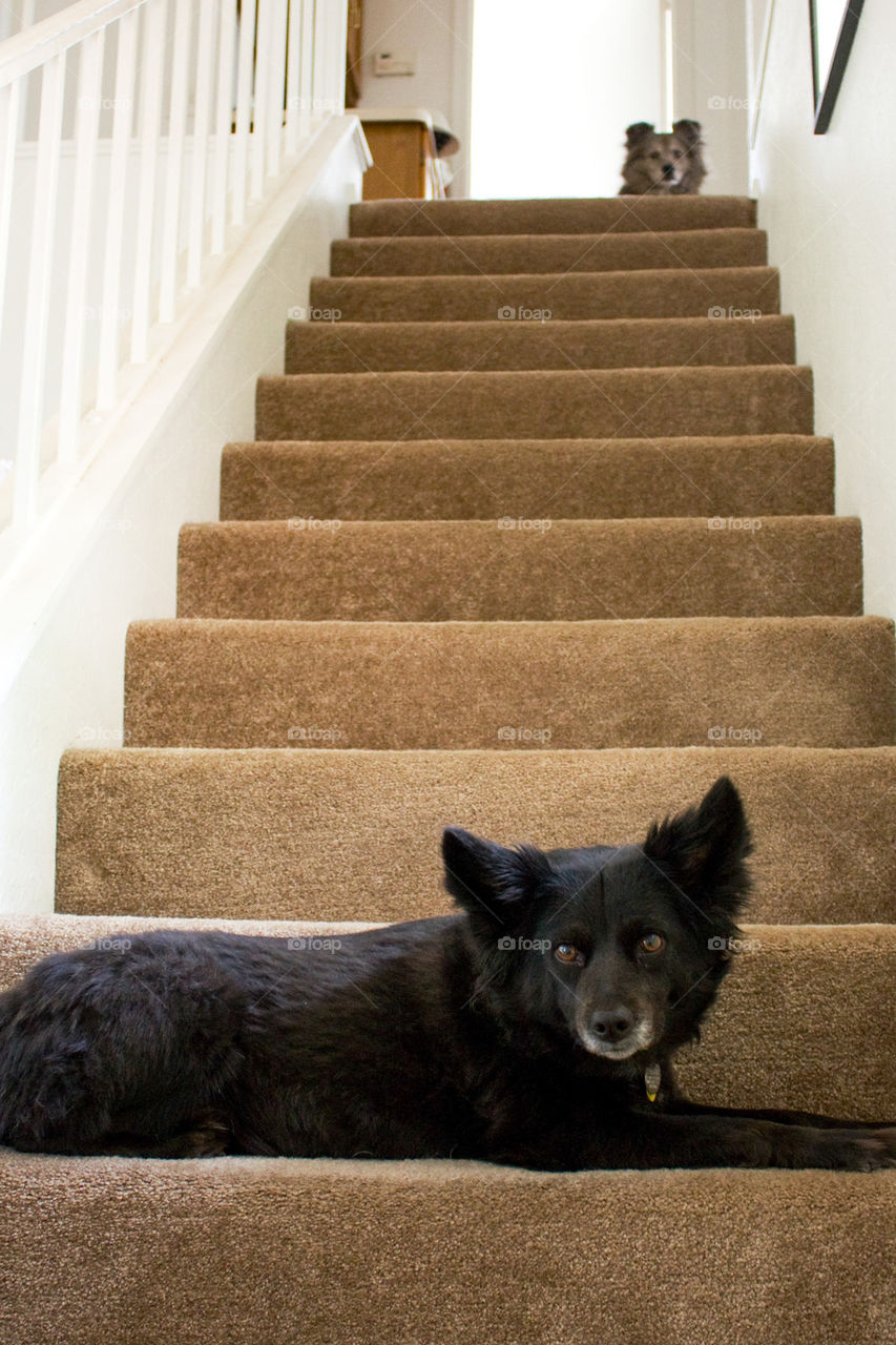 Dogs on stairs